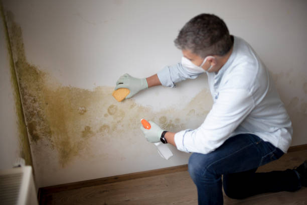 Best Air Quality Testing for Mold Spores  in Bear Creek, FL
