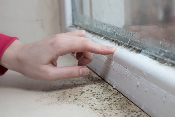 Best Mold Documentation for Insurance Claims  in Bear Creek, FL