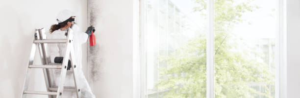 Best Emergency Mold Remediation  in Bear Creek, FL