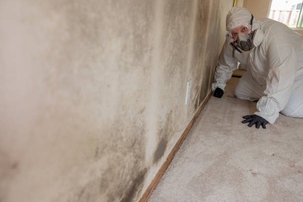 Best Post-Construction Mold Inspection  in Bear Creek, FL